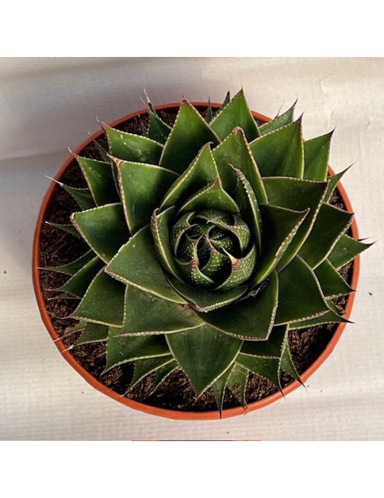 ALOE green star