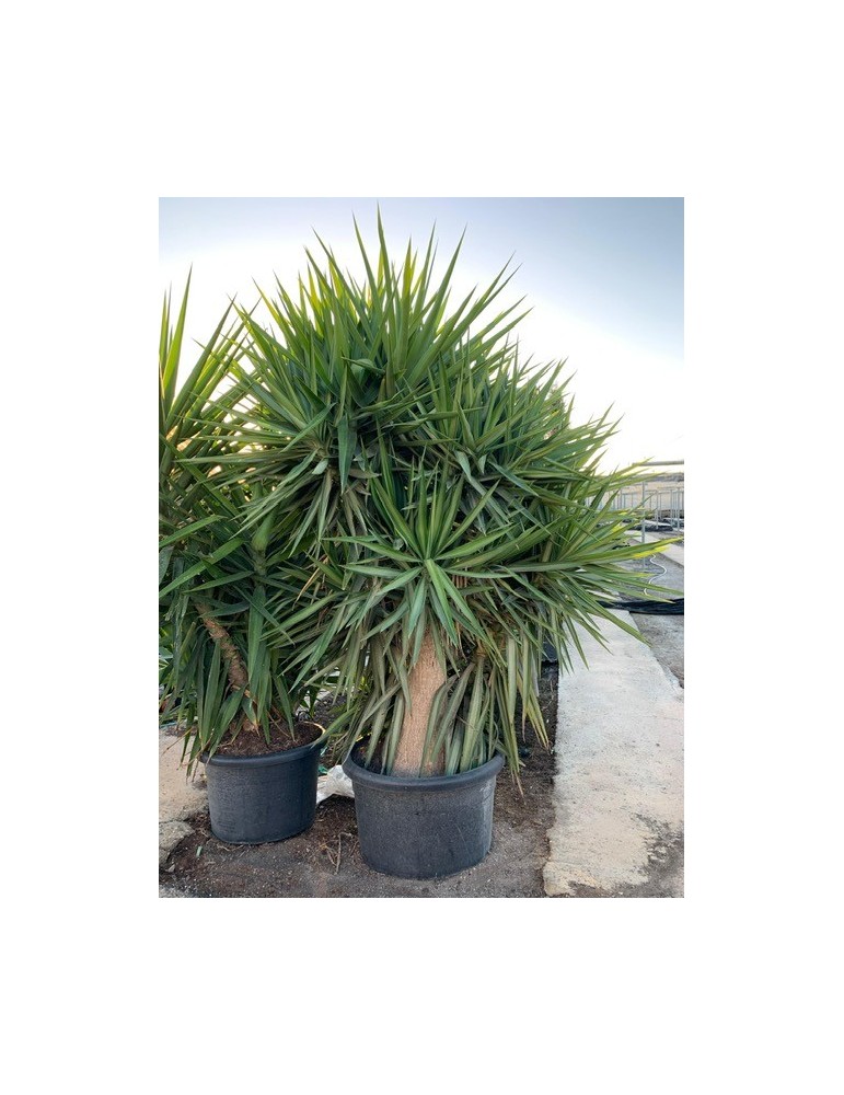 YUCCA gloriosa