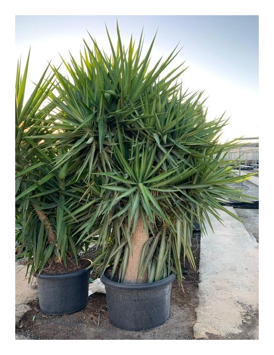YUCCA gloriosa