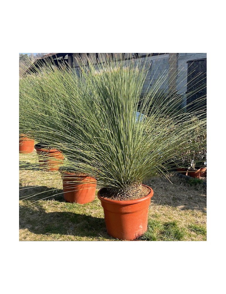 DASYLIRION longissimum grosse plante