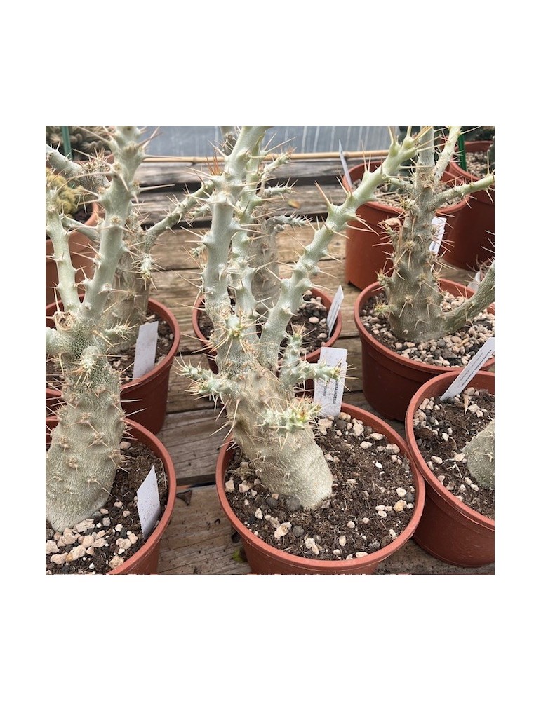 PACHYPODIUM saundersii
