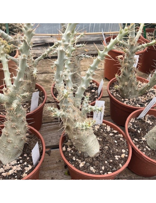 PACHYPODIUM saundersii