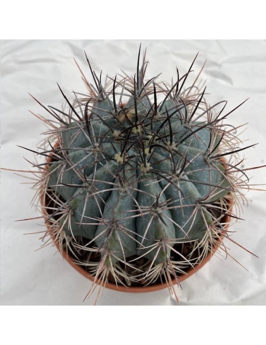 MELOCACTUS azureus