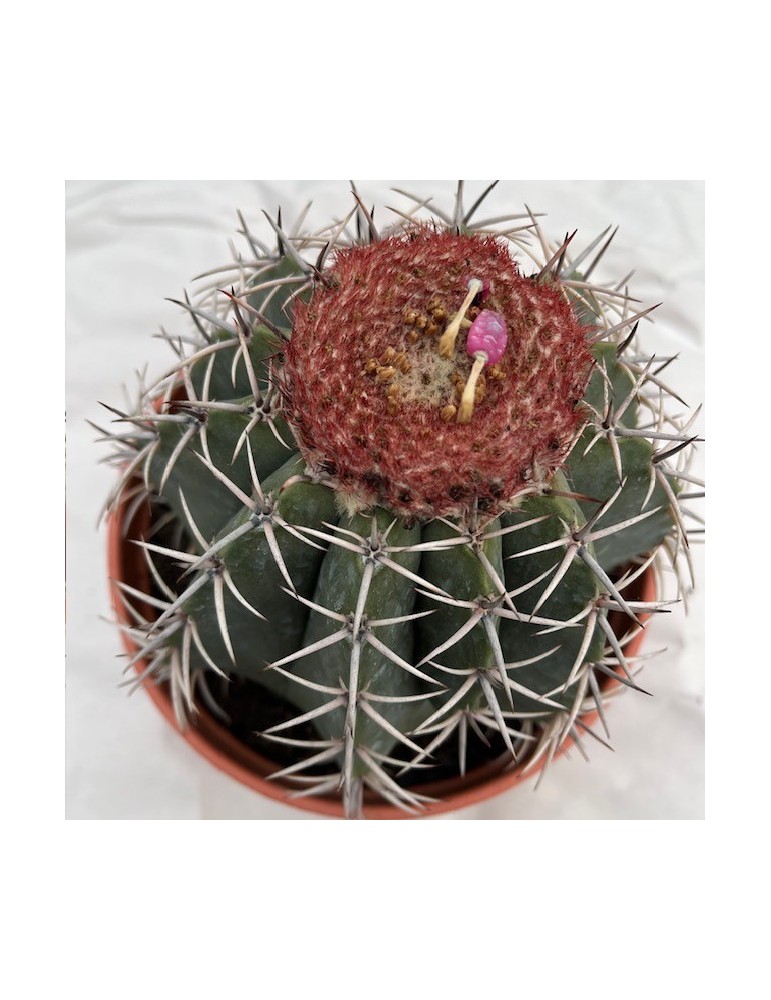 MELOCACTUS matanzanus