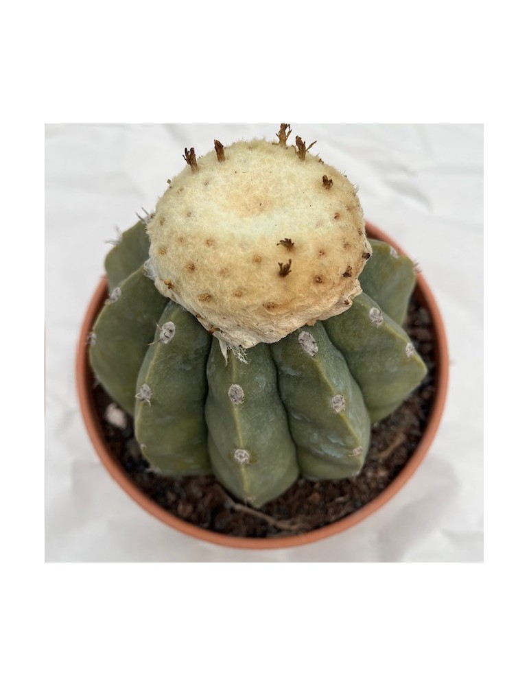 MELOCACTUS maxoni v. inermis