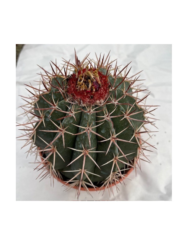 MELOCACTUS bahiensis