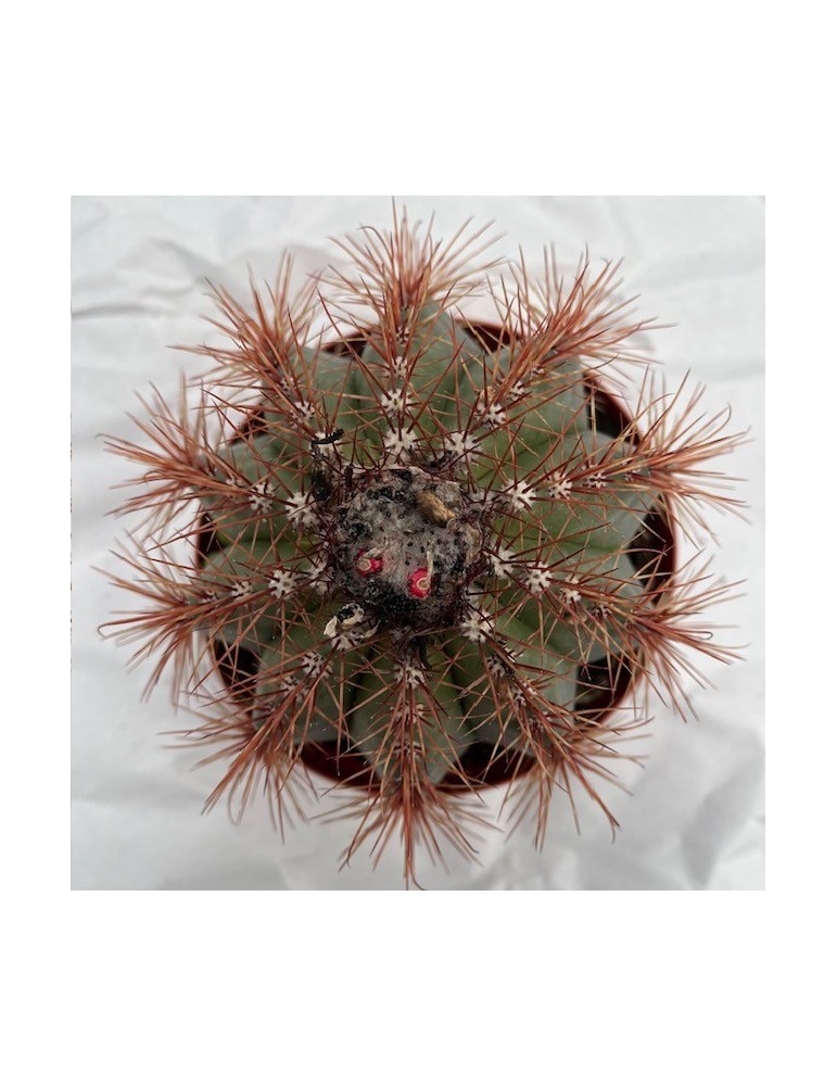MELOCACTUS broadwayi