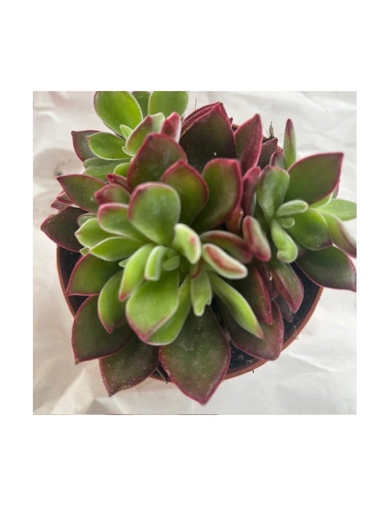 ECHEVERIA pulvinata "dévotion"