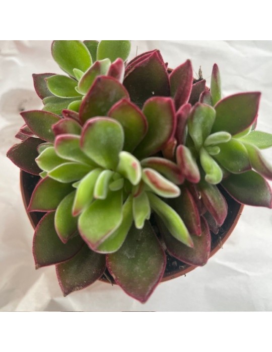 ECHEVERIA pulvinata "dévotion"