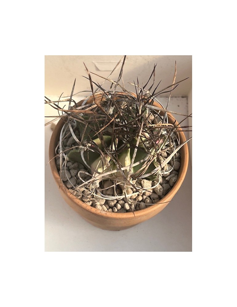 ASTROPHYTUM capricorne X crassispinus variegata