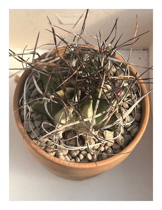 ASTROPHYTUM capricorne X crassispinus variegata