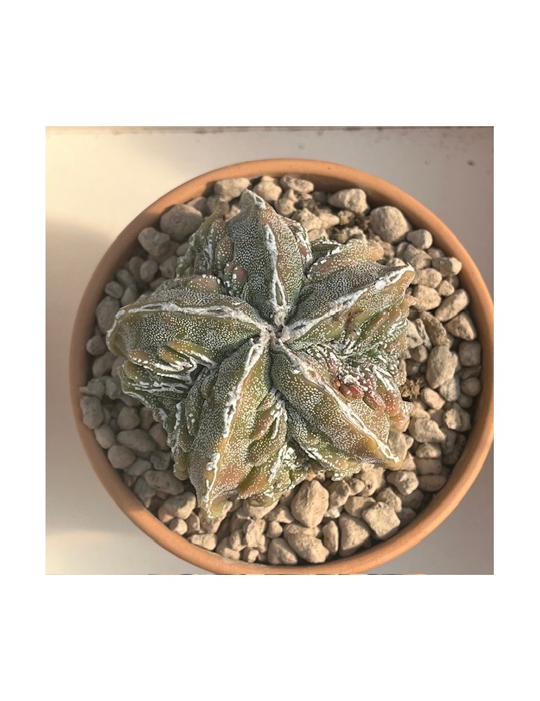 astrophytum myriostigma cv. hakuun variegata