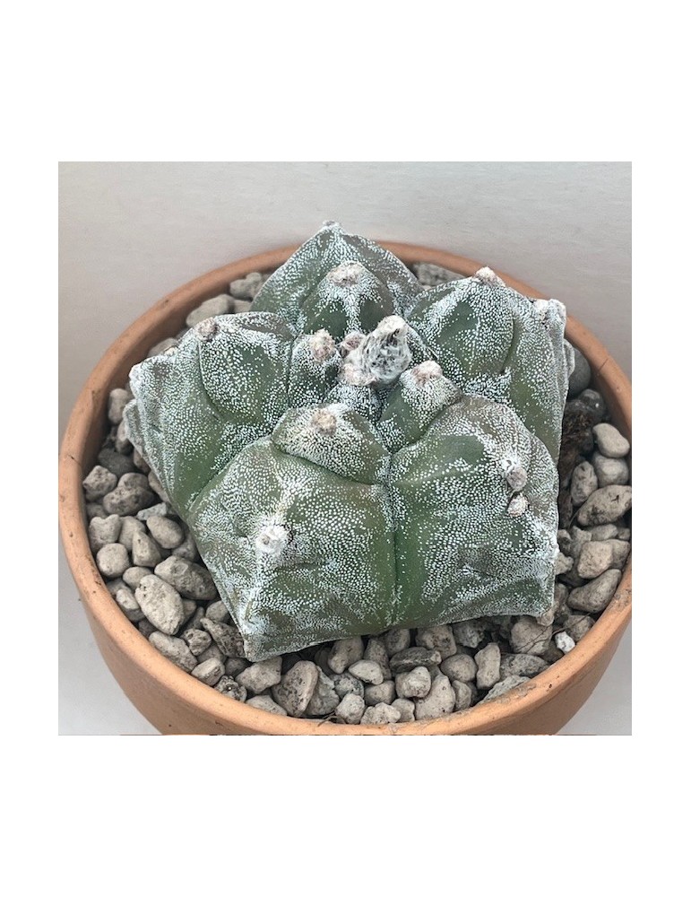 astrophytum myriostigma cv. kikko sprain hakuun