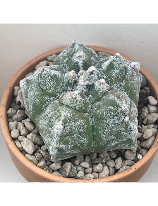 astrophytum myriostigma cv. kikko sprain hakuun
