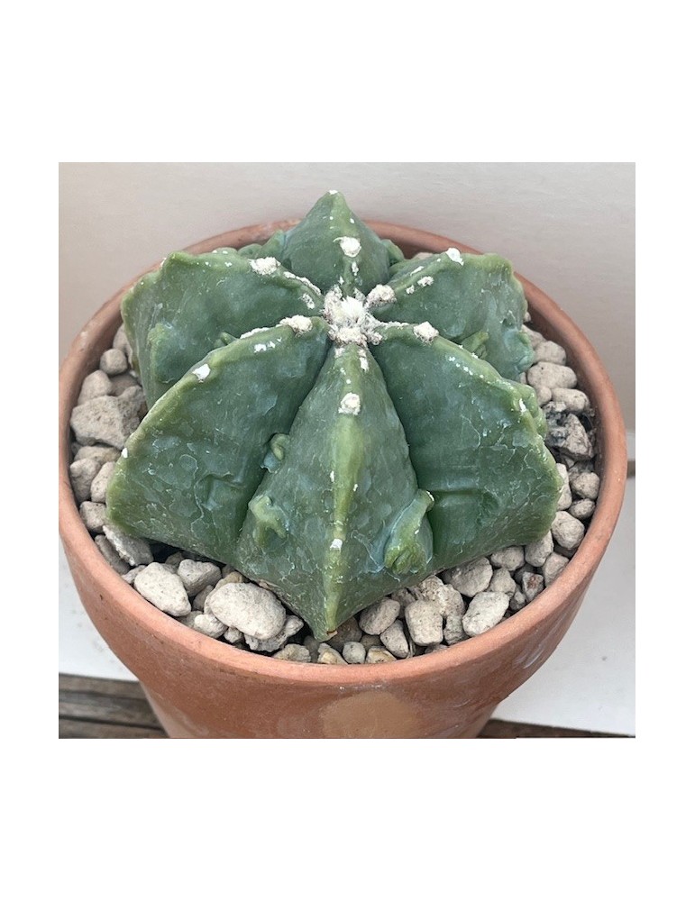 astrophytum myriostigma cv. kikko sprain hakuun