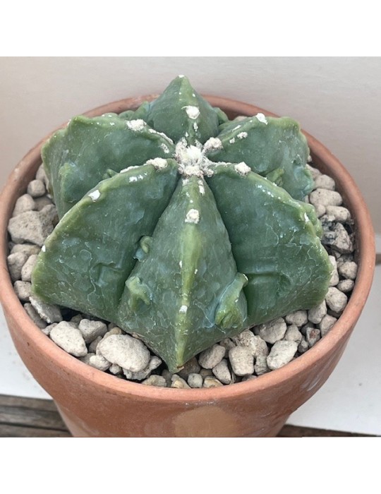 astrophytum myriostigma cv. kikko sprain hakuun