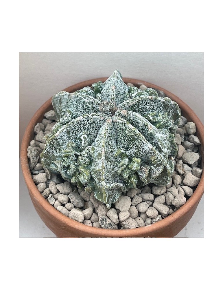 astrophytum myriostigma fujiyama