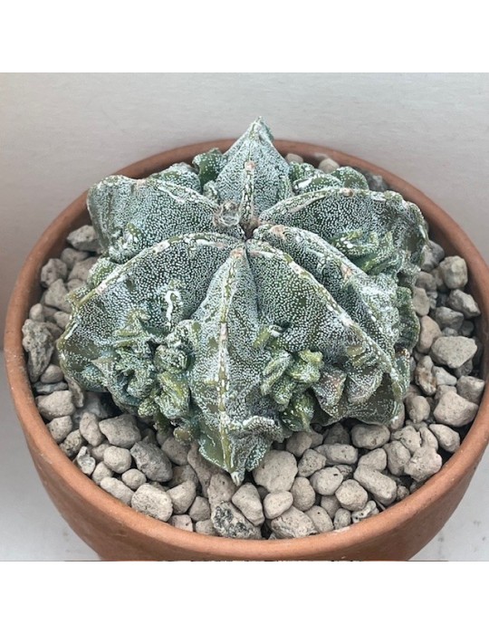 astrophytum myriostigma fujiyama