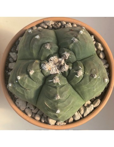 ASTROPHYTUM myriostigma kikko nudum