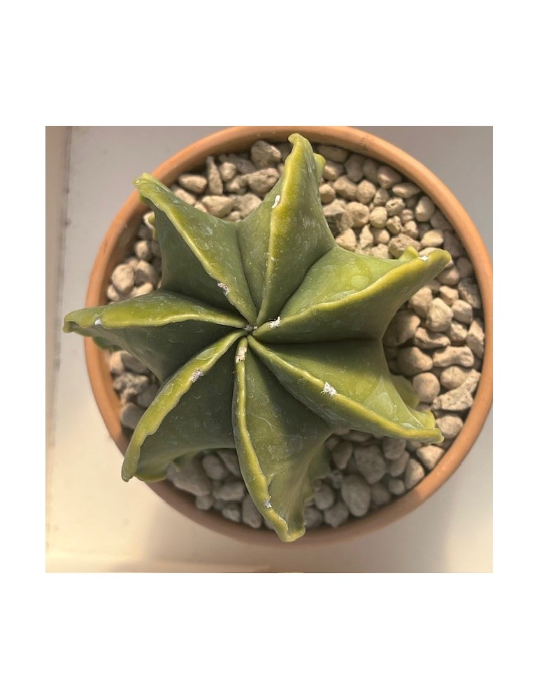 astrophytum myriostigma nudum v. multicostatum f. variegata