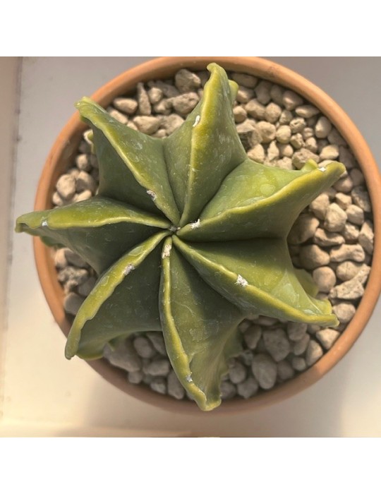 astrophytum myriostigma nudum v. multicostatum f. variegata