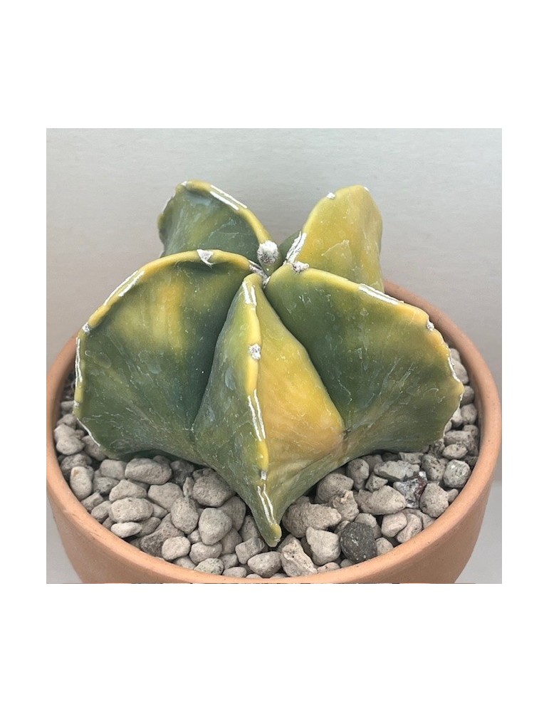 astrophytum myriostigma nudum variegata