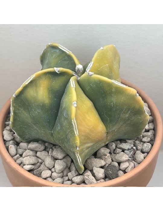 astrophytum myriostigma nudum variegata