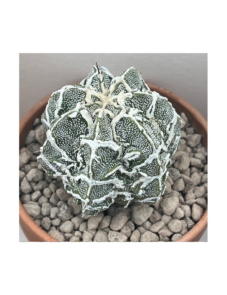 astrophytum myriostigma ornatum fukuryu haku jo