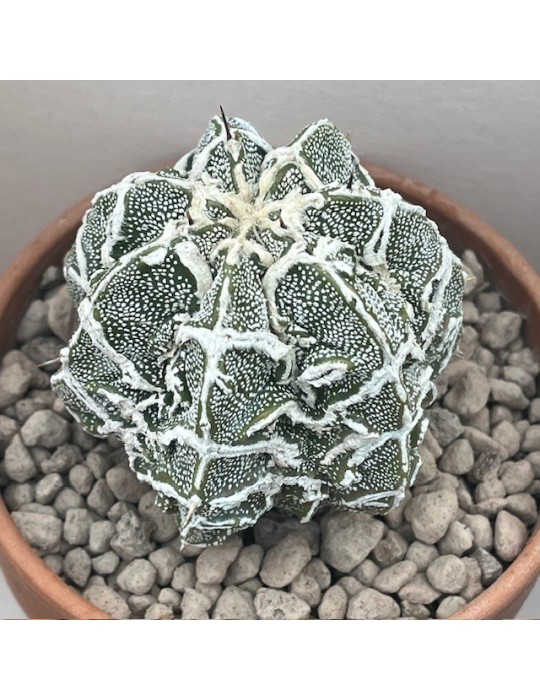 astrophytum myriostigma ornatum fukuryu haku jo