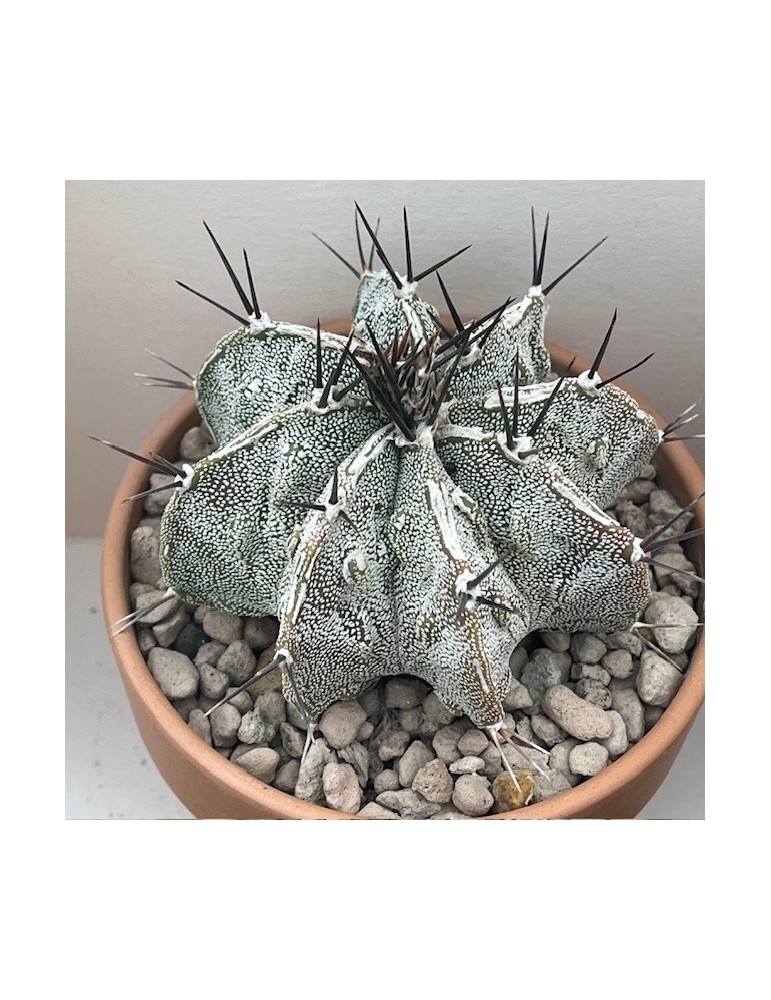 astrophytum myriostigma ornatum fukuryu haku jo