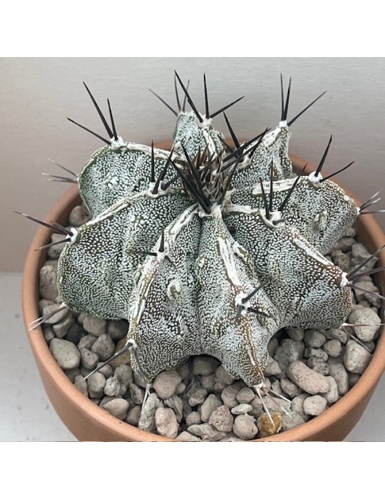 astrophytum myriostigma ornatum fukuryu haku jo