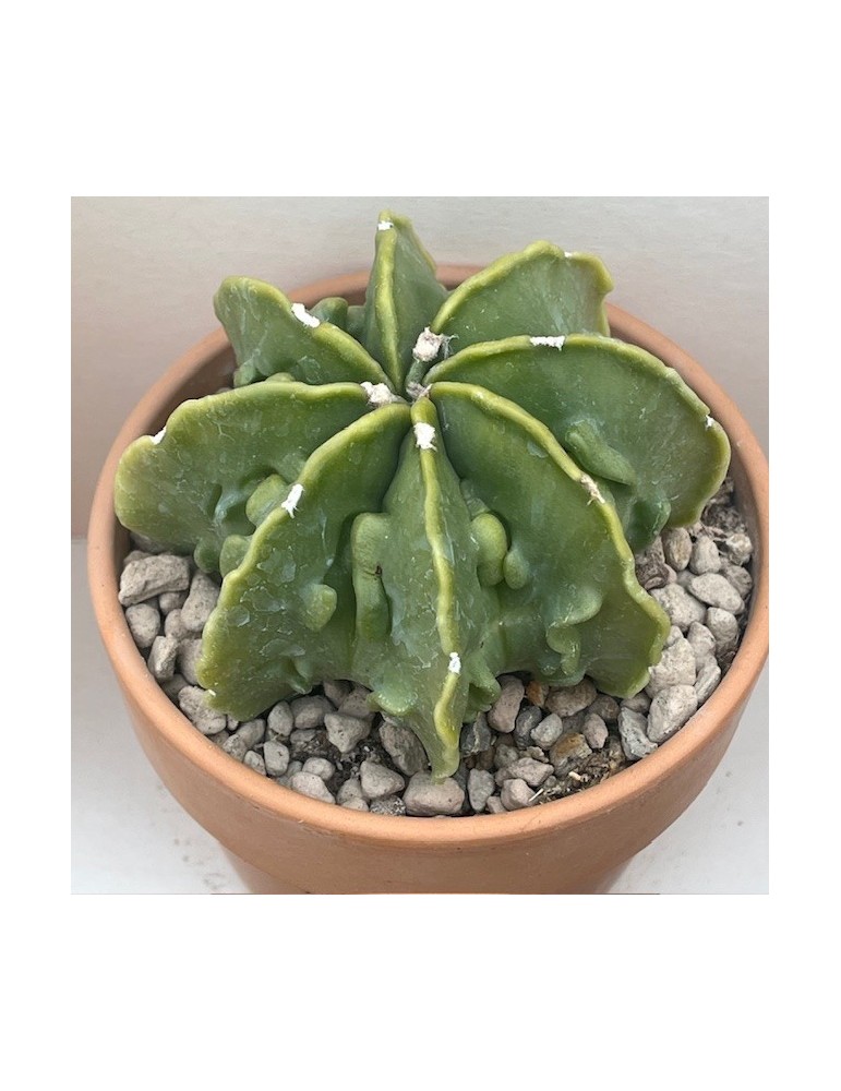 astrophytum myriostigma ornatum fukuryu haku jo