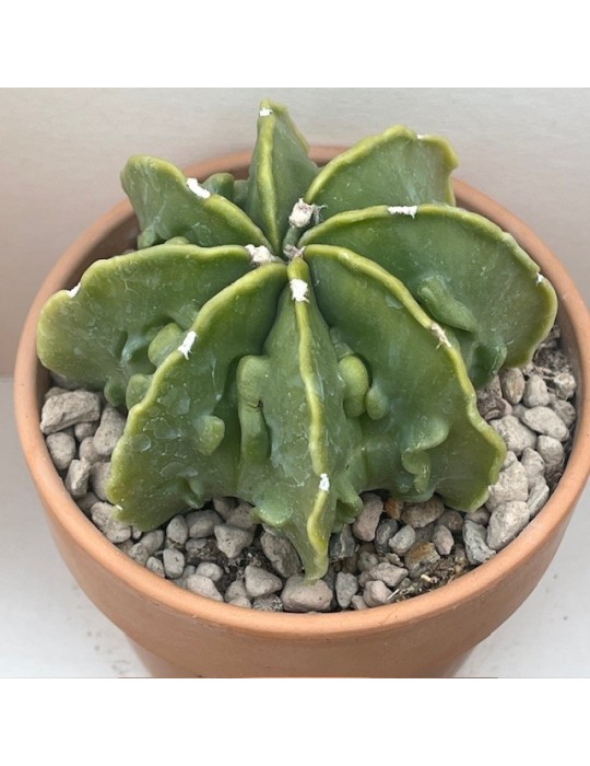 astrophytum myriostigma ornatum fukuryu haku jo