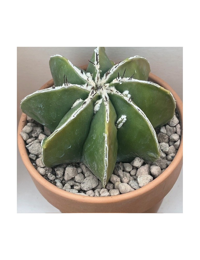 astrophytum ornatum hannya hybride nudum