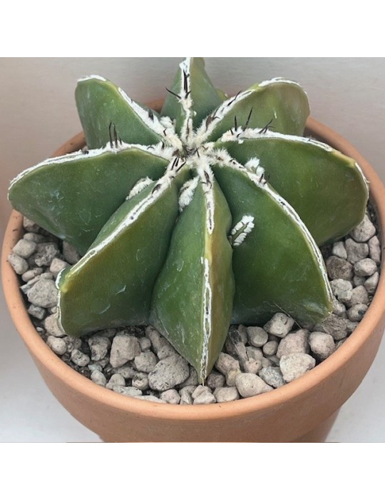astrophytum ornatum hannya hybride nudum