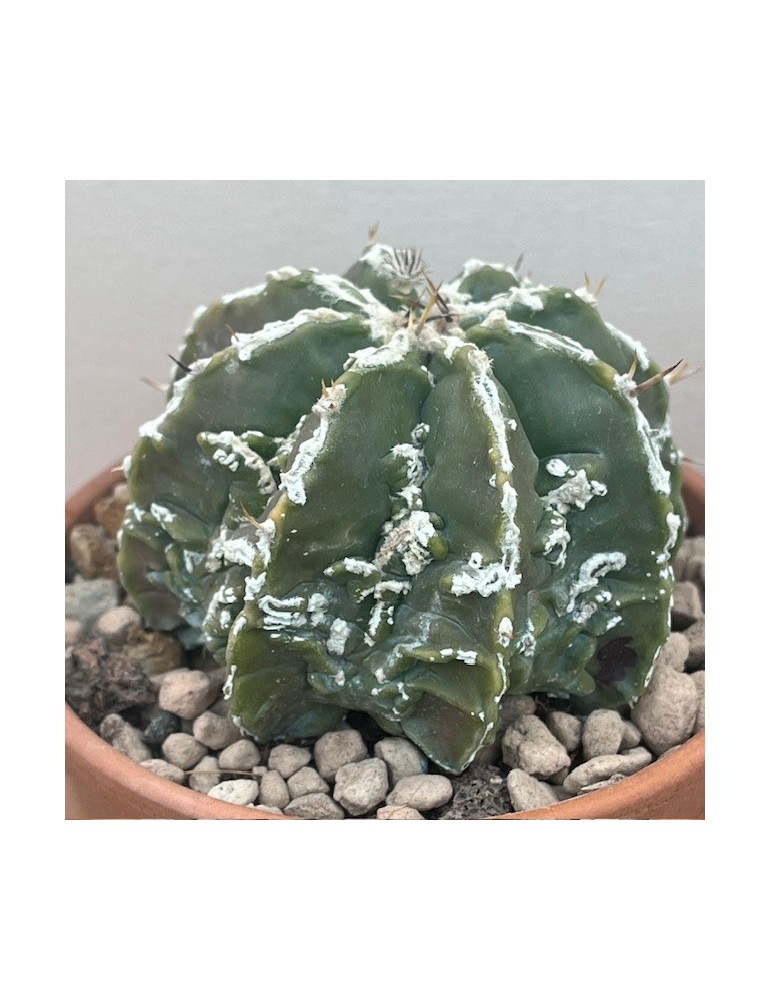 astrophytum ornatum hannya hybride nudum