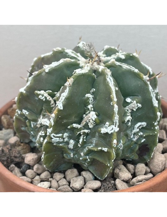 astrophytum ornatum hannya hybride nudum
