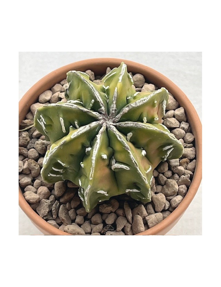 astrophytum fukuryu hannya nudum variegata