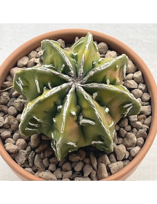 astrophytum fukuryu hannya nudum variegata