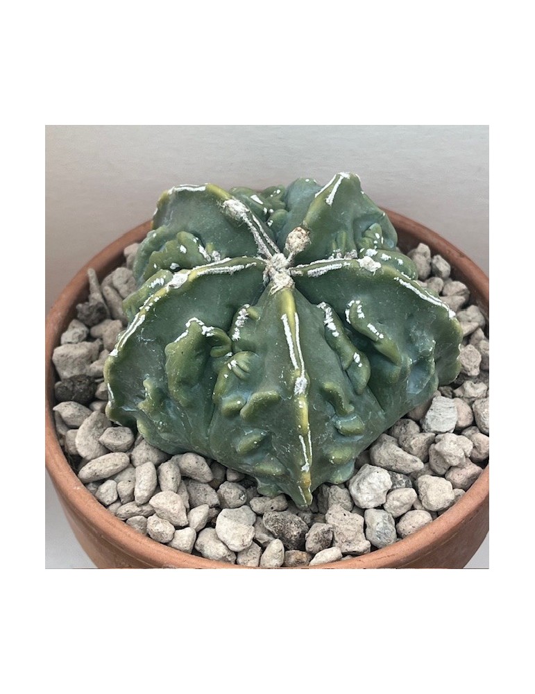 astrophytum myriostigma fukuryu nudum