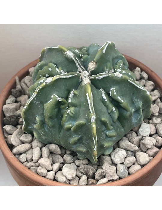 astrophytum myriostigma fukuryu nudum