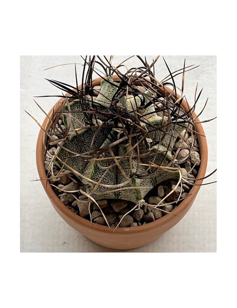 astrophytum capricorne  crassispinum