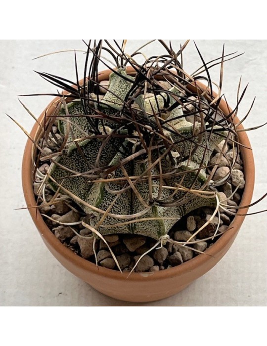 astrophytum capricorne  crassispinum