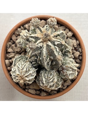 ASTROPHYTUM myriostigma fukuryu haîku un haku jo