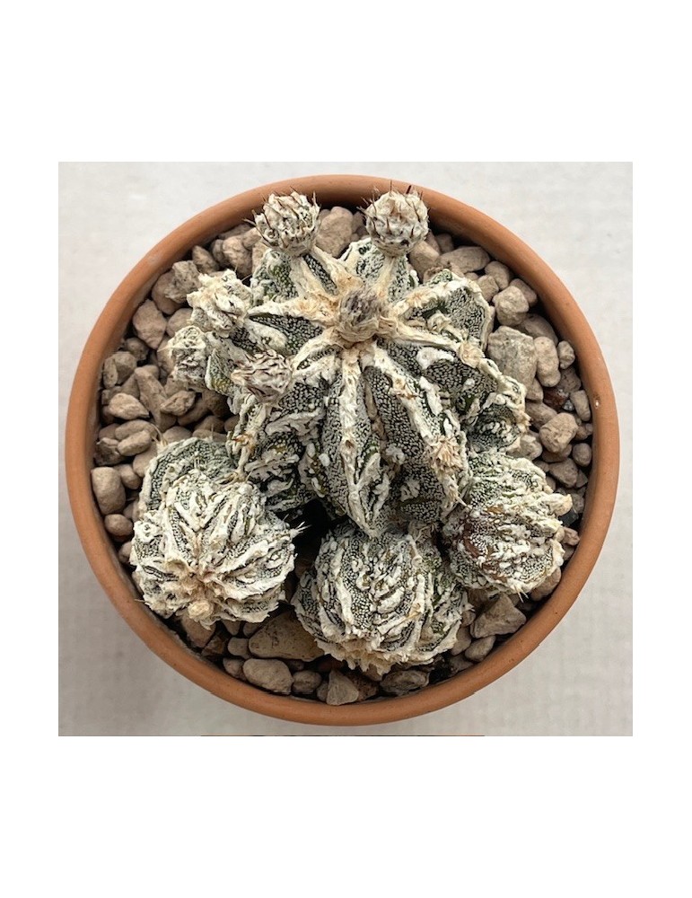 astrophytum myriostigma fukuryu haîku un haku jo