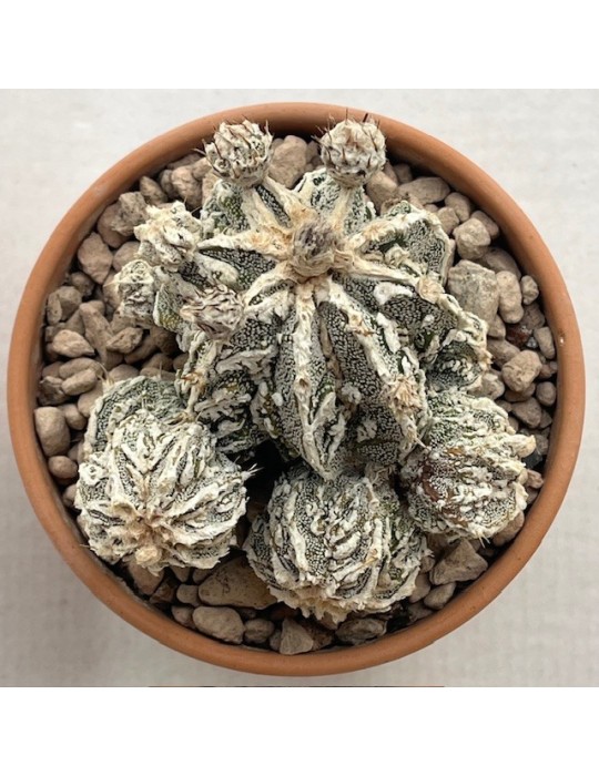 astrophytum myriostigma fukuryu haîku un haku jo