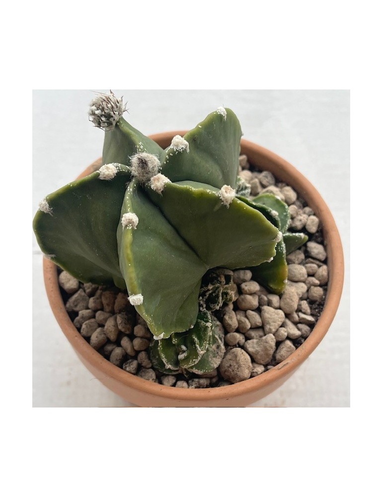 astrophytum myriostigma fukuryu haîku un haku jo