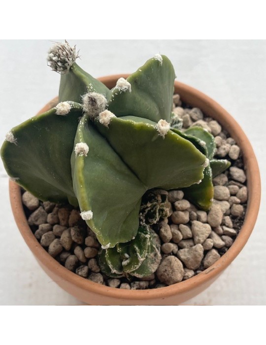 astrophytum myriostigma fukuryu haîku un haku jo