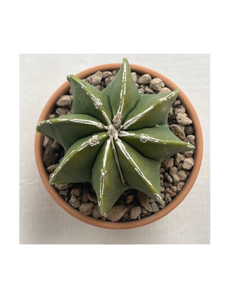 astrophytum hannya nudum