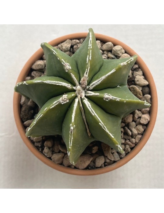 astrophytum hannya nudum